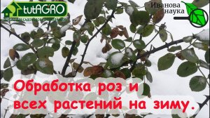 НЕ УКРЫЛИ РОЗЫ? НЕ ПОБЕЛИЛИ ДЕРЕВЬЯ? Ещё не опоздали! Вот как надо обработать дешево и эффективно.