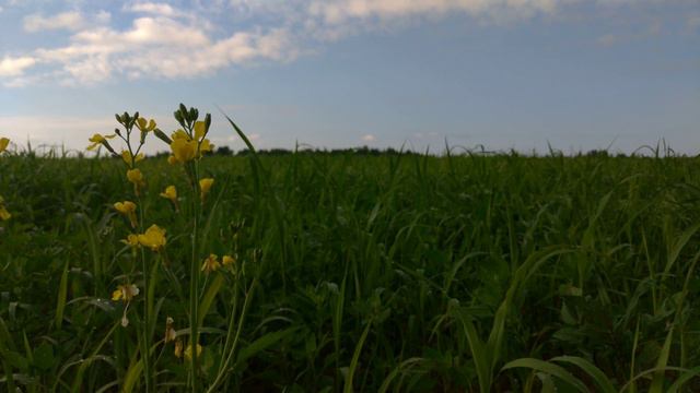 Желтые цветы. Для медитаций. смотреть онлайн