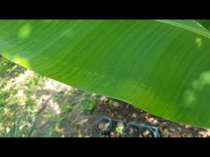 Банан японский ( Musa Basio) в открытом грунте #Анапа #сад #идеидлясада