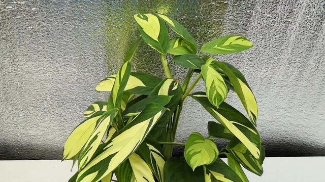 Позируют ктенанты. ?☘️?#комнатныерастения #домашниецветы #калатея #растения