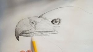 Как просто нарисовать голову орла! Рисунки карандашом #6