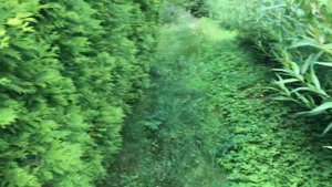 Живая Изгородь БЕСПЛАТНО!!! ИВА И ТУЯ ЧТО ВЫБРАТЬ?