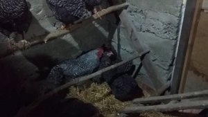 куры амрокс 5 месяцев
