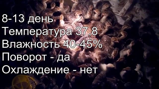 ? ИНКУБАЦИЯ куриных, индюшиных, гусиных яиц  ??? Инкубация по дням таблица ? СМЕШАННАЯ инкубация