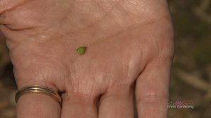 GARDEN TOUR - Growing Petunias and Seeds!