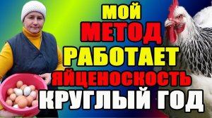 Мой МЕТОД работает, яйценоскость  у моих кур КРУГЛЫЙ ГОД.