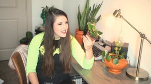 Heart Leaf Fern (Hemionitis Arifolia) Plant Care Guide For Beginners