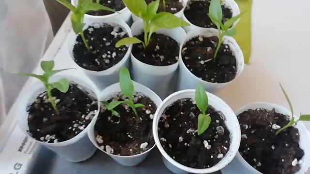 Обзор рассады /Наперстянка, алиссум, перец, баклажаны/ Городские Поселковые ? серия 104