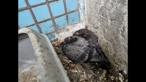 Остекление балкона и настил пола из половой рейки. Защита от голубей.