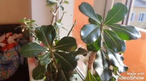 Как переносят Адениумы отсутствие света зимой? #adenium