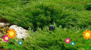 Можжевельник горизонтальный Андорра компакт. Краткий обзор juniperus horizontalis Andorra Compacta
