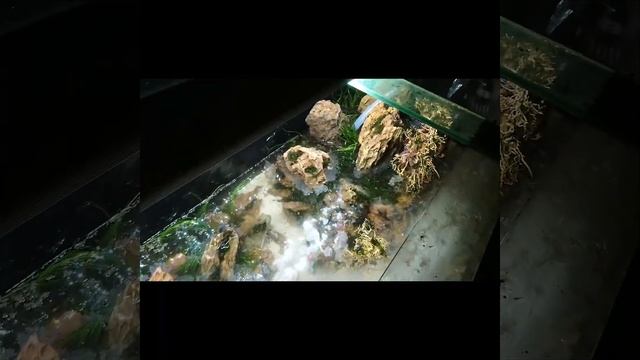 Акваскейп 600л. Посадка растений в природном аквариуме. Подготовка воды для аквариума.