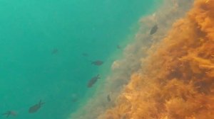 Подводный мир Крыма глазами Александра Михайленко. Меганом, Гравийная бухта.