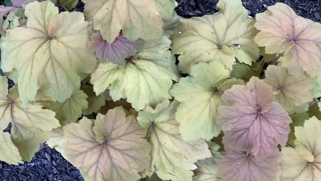 Heuchera Mega Caramel смотреть онлайн