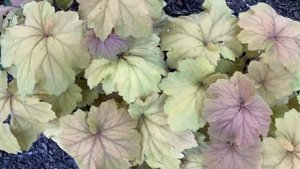 Heuchera Mega Caramel