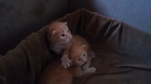 Котятам 18 дней.Появился интерес к окружающему миру.Kittens-18 days.