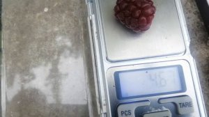 Ежемалина Тайберри. Начало созревания. 19.06. 23