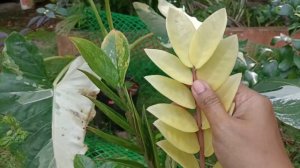 ZZ Plant |Sad Reality of Variegated plant | No Good Beauty