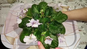 Почему фиалки плохо растут и цветут? Одна из основных причин. Фиалки у Алисы.