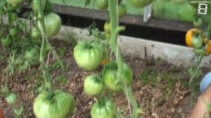 ОБЗОР СОРТОВ КРУПНОПЛОДНЫХ ПОМИДОРОВ (ТОМАТОВ). ЛУЧШИЕ СОРТА ТОМАТОВ (ПОМИДОР)