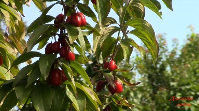 Кизил - дерево, у которого тёмно-красные плоды олицетворяют кровь распятого Христа смотреть онлайн