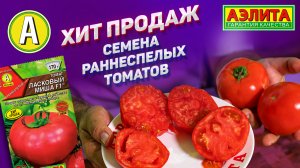 Томат Ласковый Миша – УДАЧНЫЙ УРОЖАЙ ТОМАТОВ