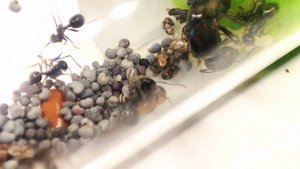 Содержание Messor Barbarus