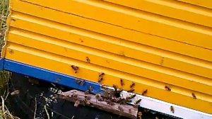 Новые отводки бакфаст. Пасека видео обзор.