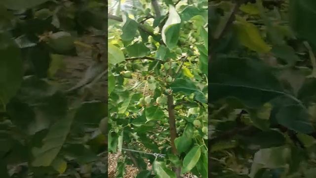 морозобоины случаятся даже у зимостойкиз сортов яблони в Лен Обл. смотреть онлайн