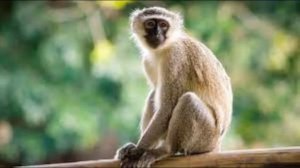 Happy birthday to you. Nobody likes you.