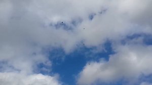 Николаевские голуби город Волоколамск