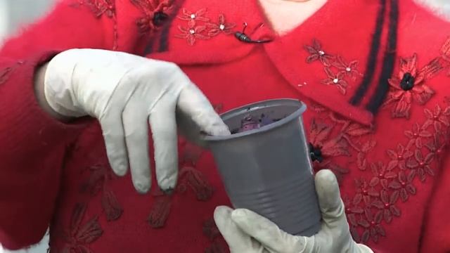 "Удачная среда" - выгонка луковичных цветов в домашних условиях (Бийское телевидение) смотреть онлайн