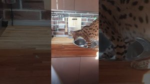 Сервал домашний