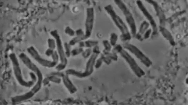 Plant mitosis movie (Haemanthus katharinae) смотреть онлайн