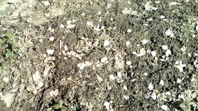 Клубника после зимовки/Strawberries after wintering 17.04