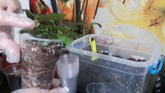 размножение ФУКСИИ ! смотреть онлайн