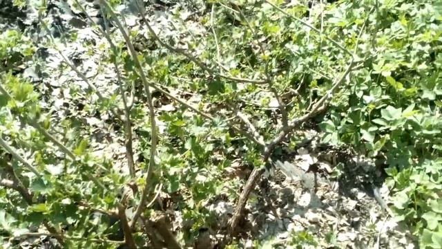 Плодово ягодный кустарники моей дачи. 08.05