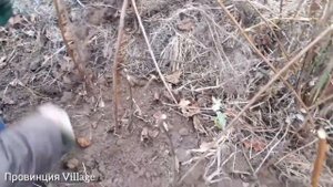 Осенняя посадка малины на песчаной почве ? Autumn planting of raspberries on sandy soil)