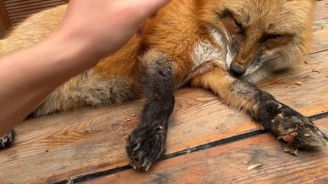 Алиса - лиса. На столе лиса … смотреть онлайн