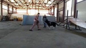 Восточноевропейская овчарка, Кинологический центр МВД. ЗКС.