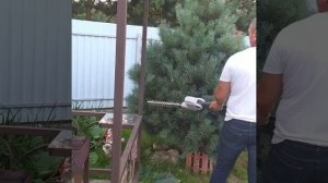 Стрижка сосны горной