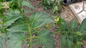 Главные секреты формирования большого урожая помидоров после высадки рассады