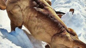 XL Bully vs. XL Pitbull: Battle of the Giants - Which Canine Superstar Will Win Your Heart?