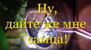 Ну, дайте же мне самца! Нерест самки микро попугая без видового самца