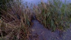 Рыбалка в Тверской области 8: карась в Тургиново