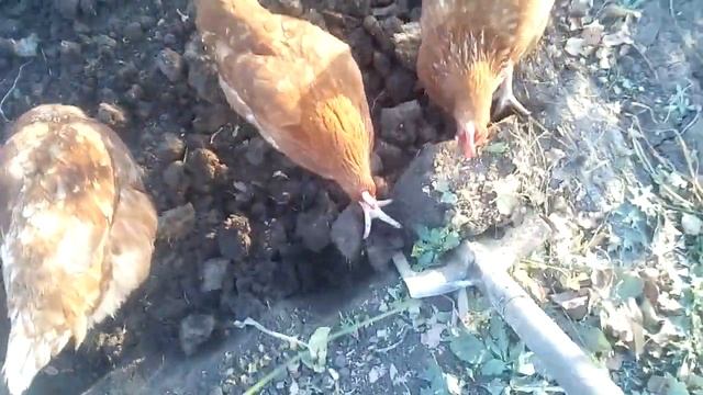 Огородные делишки . начинаю эксперимент смотреть онлайн