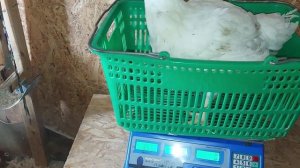 Вес бройлеров в 50 дней. Крупный бройлер. Выращивание бройлеров осенью. Broiler weight in 50 days