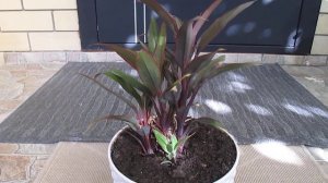 Корделина...новинка