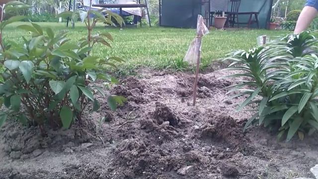 Наша дача. Майский день. Добровольная помощь. Посадка гладиолусов. смотреть онлайн