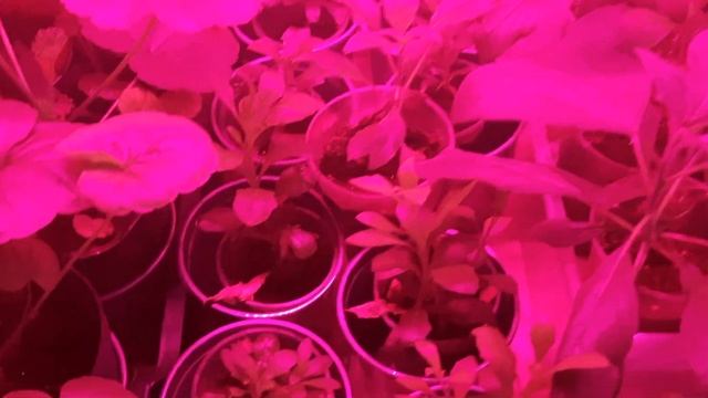 Обзор рассады.Что растет у меня в январе дома. смотреть онлайн